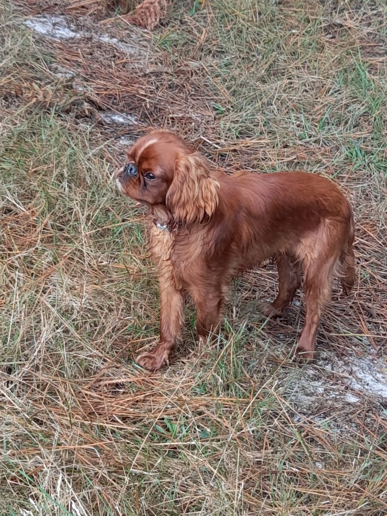 De la tierra de suerte - Chiot disponible  - King Charles Spaniel