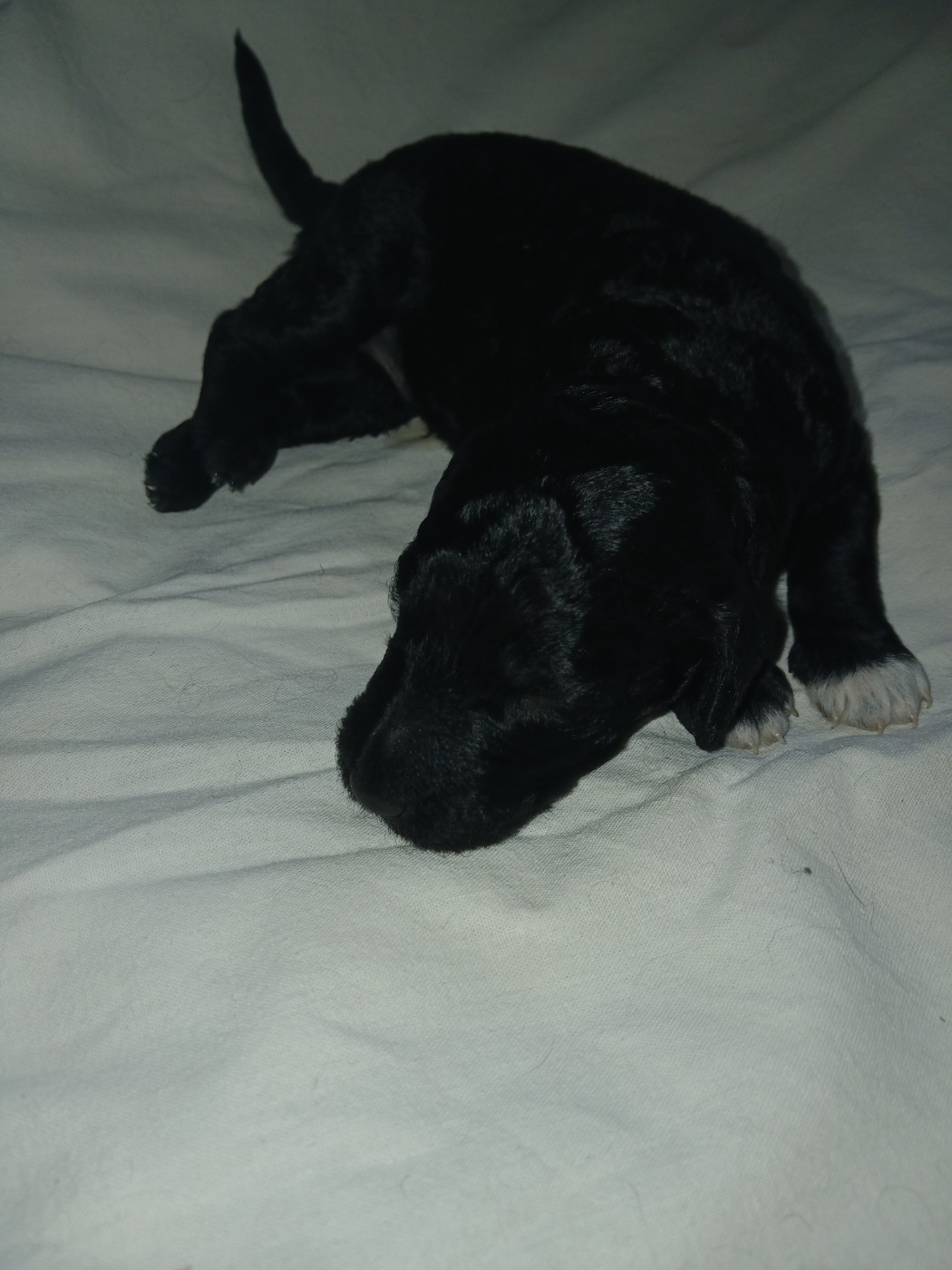 De la tierra de suerte - Chiots disponibles - Barbet