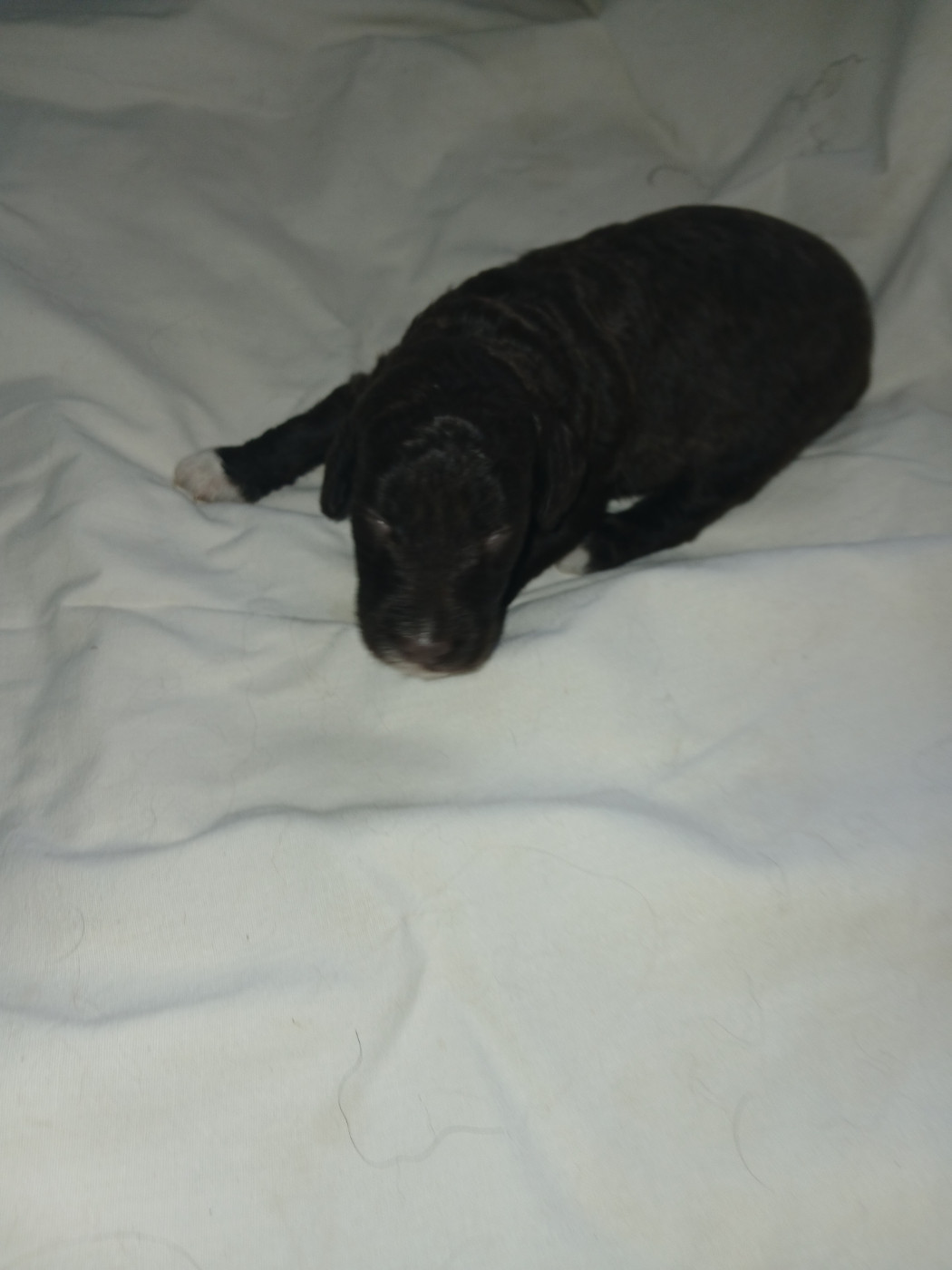 De la tierra de suerte - Chiots disponibles - Barbet