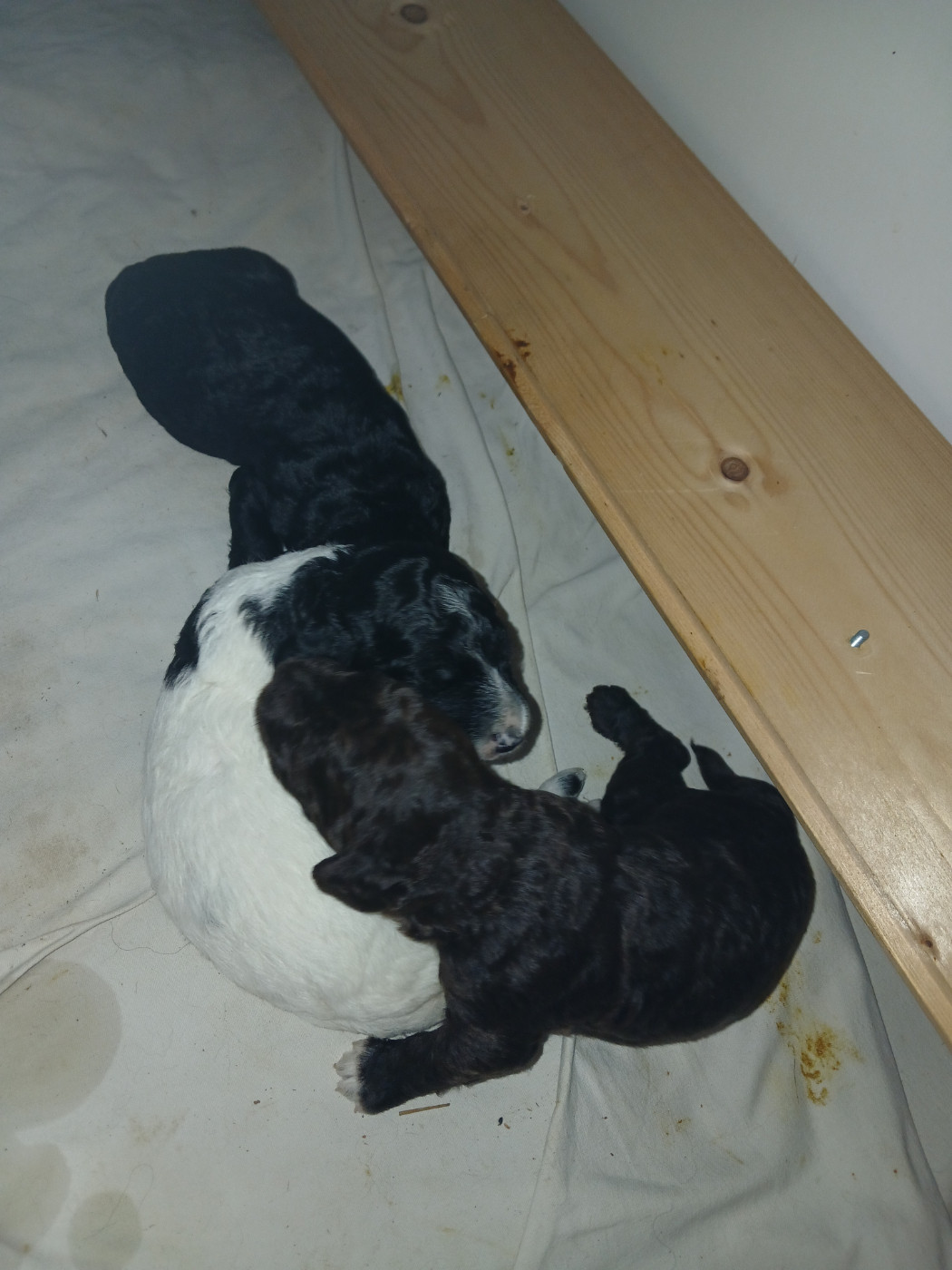 De la tierra de suerte - Chiots disponibles - Barbet